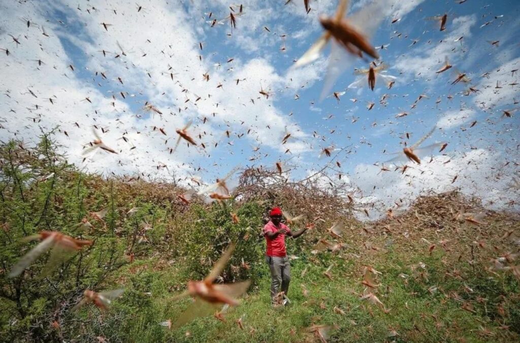 Une invasion naturelle sans danger