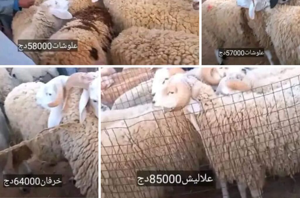 Flambée des prix des moutons en Algérie