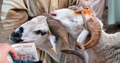 prix des moutons en Algérie