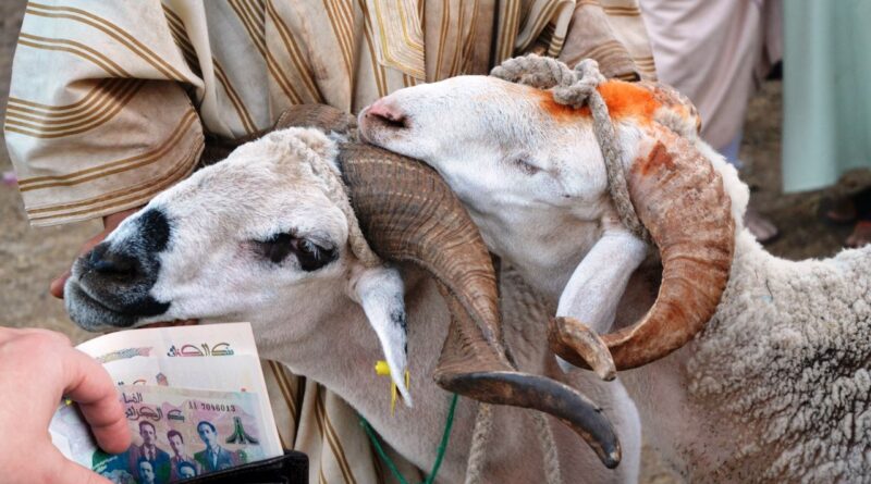 prix des moutons en Algérie