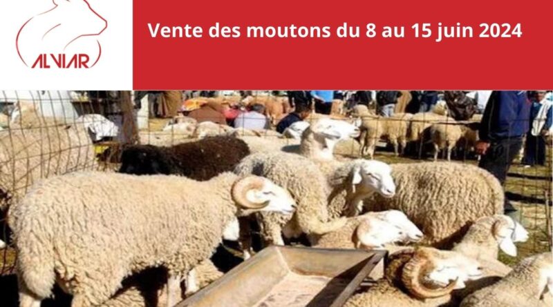 ALVIAR lance la vente des moutons